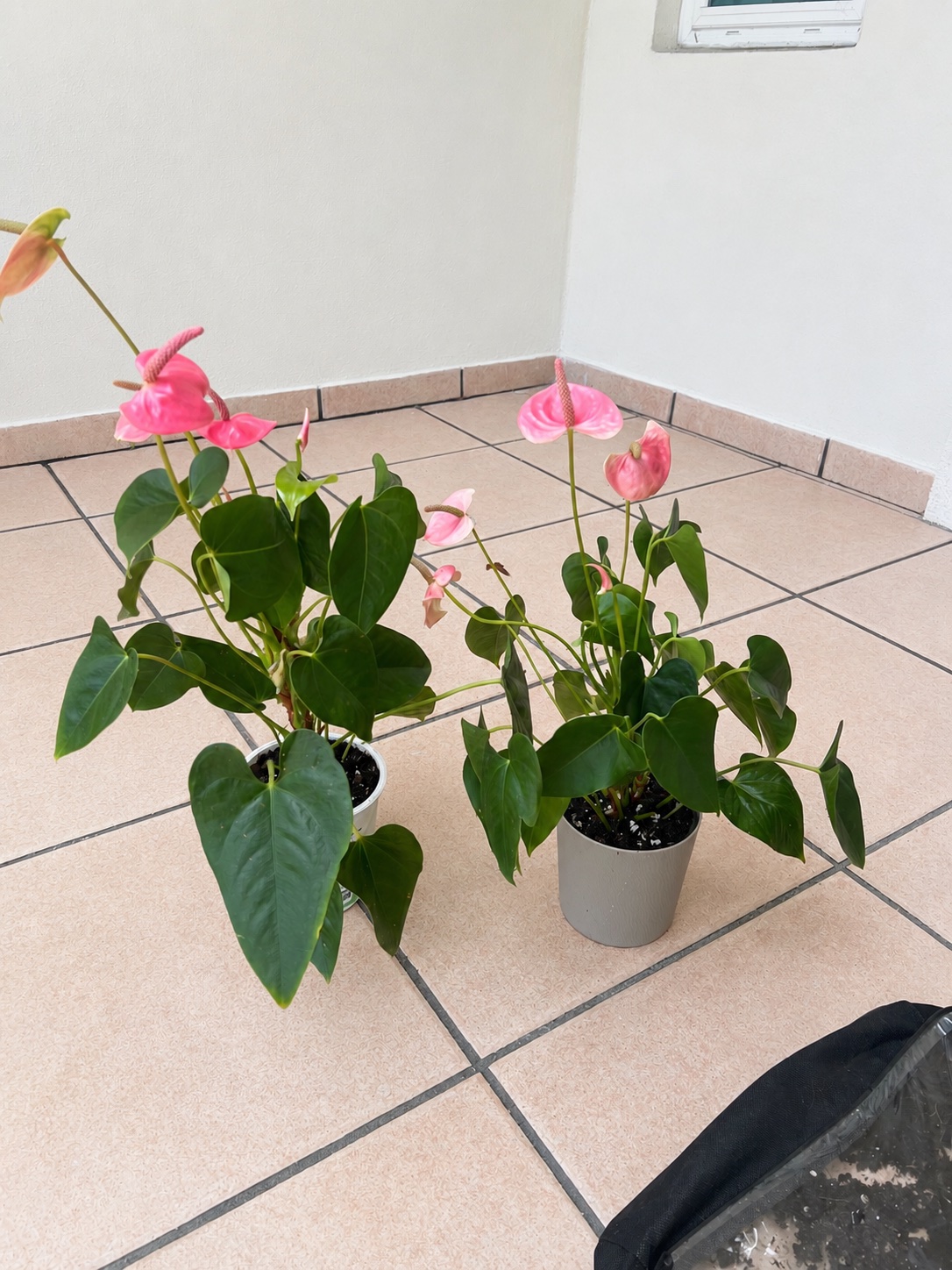 Anthurium after division and repotting — healthy and thriving